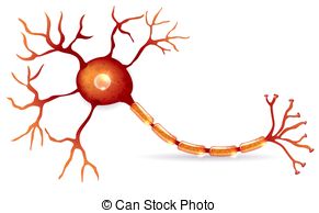 Cramping Neurology, nerve cell, axon, dendrite, Dr. Kevin Miller